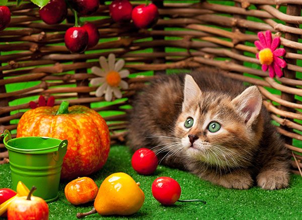 Siberian kitten on the bright artificial grass over decorative wattle fence background